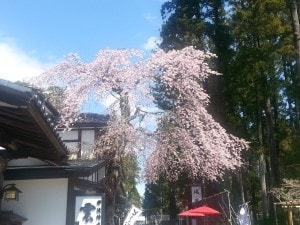 Matsushima Blossom